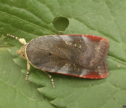Adult &bull; CairnCummer, Aberdeenshire &bull; &copy; Chris Harlow