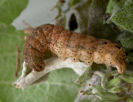 Lesser Broad-bordered Yellow Underwing Noctua janthe