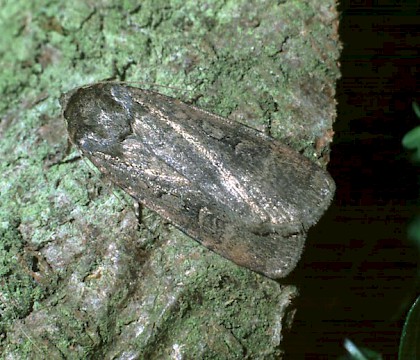 Adult &bull; Walberswick, Suffolk &bull; &copy; Jim Porter