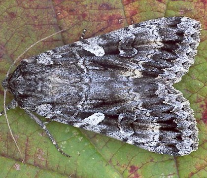 Adult &bull; ex. ova, Scotland &bull; &copy; Paul Harris