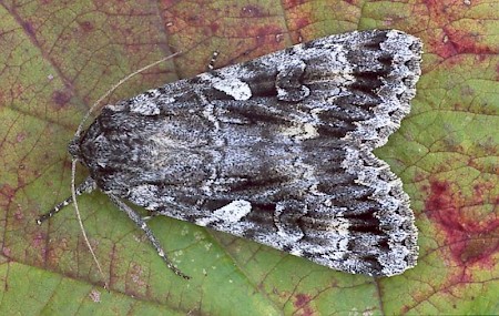 Great Brocade Eurois occulta