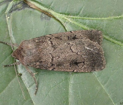 Adult &bull; CairnCummer, Aberdeenshire &bull; &copy; Chris Harlow