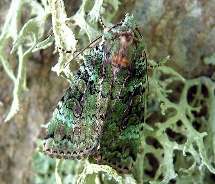 Adult &bull; Aberdeenshire &bull; &copy; Christine Page