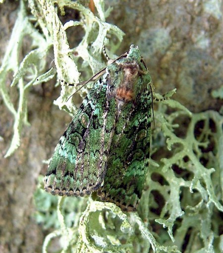 Green Arches Anaplectoides prasina