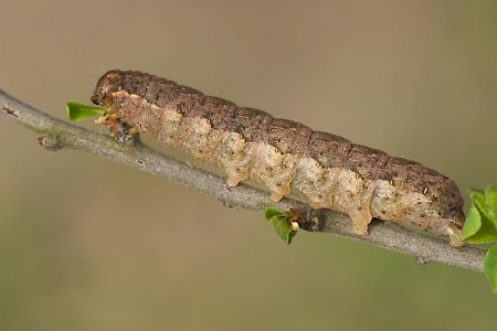 Green Arches Anaplectoides prasina