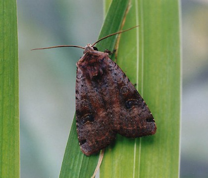 Adult &bull; Littleborough, Lancashire &bull; &copy; Ian Kimber