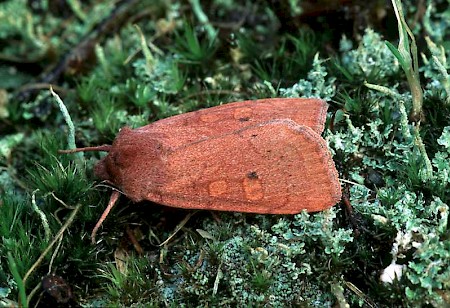 Neglected Rustic Xestia castanea