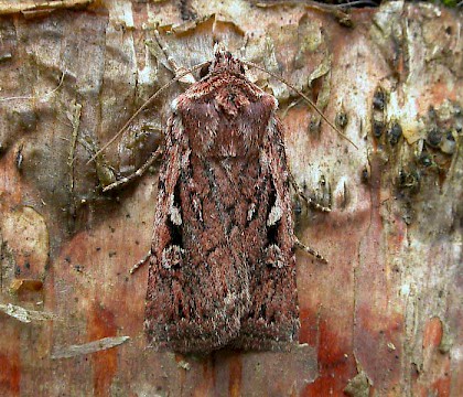 Adult &bull; Mid Glamorgan &bull; &copy; Tony Williams