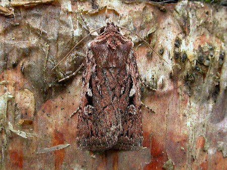 Heath Rustic Xestia agathina