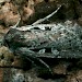 Adult • Gait Barrows NNR, Lancashire • © Rob Petley-Jones