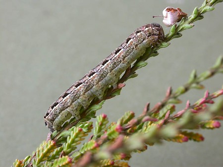 Heath Rustic Xestia agathina