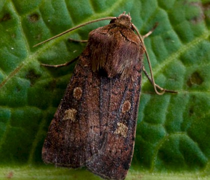Adult &bull; South Uist, Outer Hebrides &bull; &copy; Chris Johnson