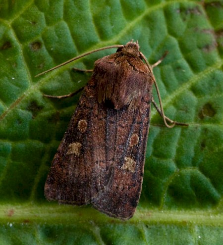 Square-spot Rustic Xestia xanthographa