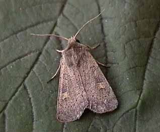 Square-spot Rustic Xestia xanthographa