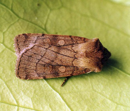 Adult &bull; Littleborough, Lancashire &bull; &copy; Ian Kimber
