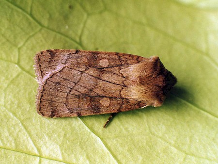 Six-striped Rustic Xestia sexstrigata