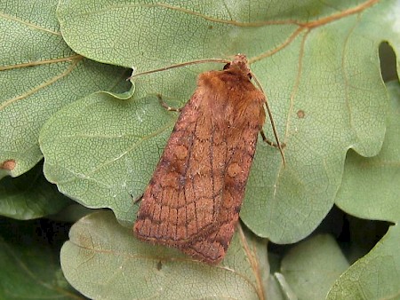 Six-striped Rustic Xestia sexstrigata