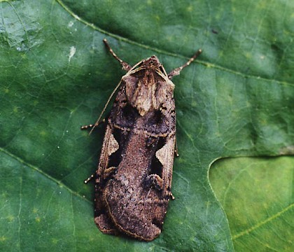 Adult &bull; Littleborough, Lancashire &bull; &copy; Ian Kimber