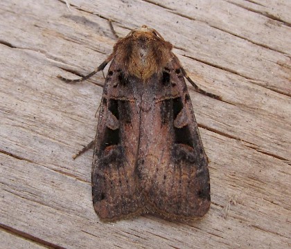 Adult &bull; East Ross, Scotland &bull; &copy; Nigel Richards