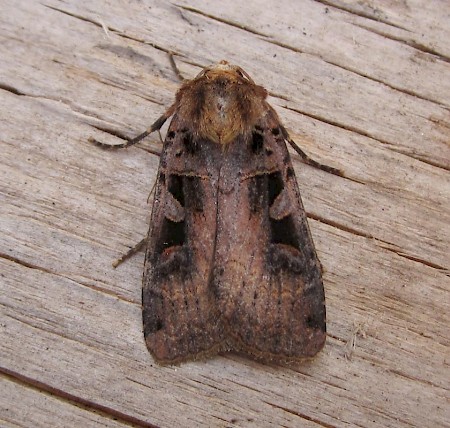 Triple-spotted Clay Xestia ditrapezium