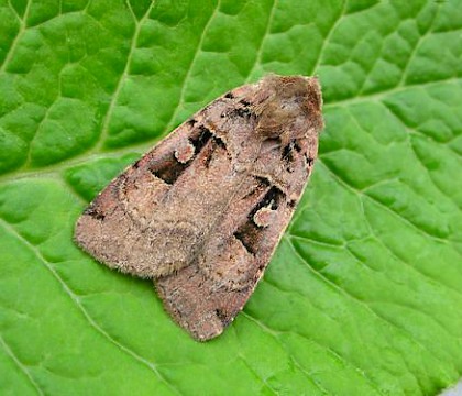 Adult &bull; Romiley, Cheshire &bull; &copy; Shane Farrell