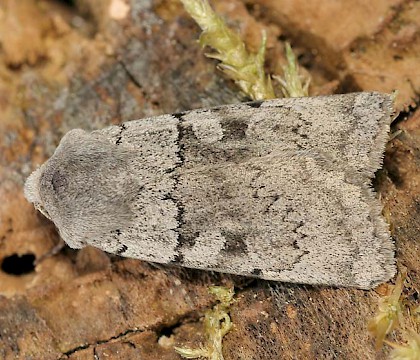 Adult &bull; North Wales &bull; &copy; Tristan Bantock