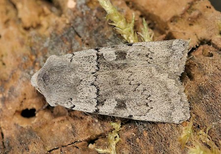 Ashworth's Rustic Xestia ashworthii