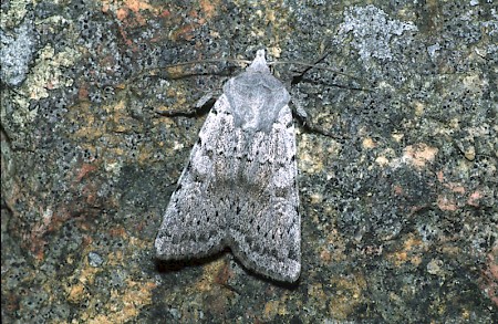 Ashworth's Rustic Xestia ashworthii