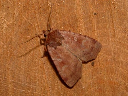 Rosy Marsh Moth Coenophila subrosea