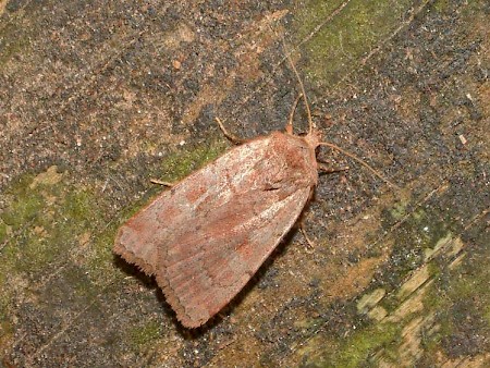 Rosy Marsh Moth Coenophila subrosea