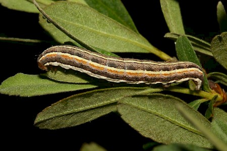 Rosy Marsh Moth Coenophila subrosea