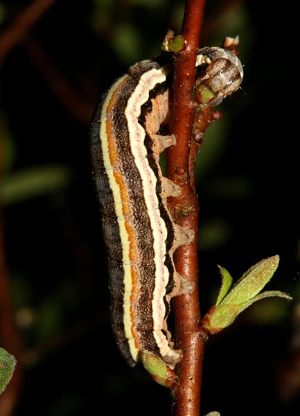 Rosy Marsh Moth Coenophila subrosea