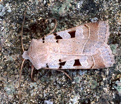 Adult &bull; Whitelye, Gwent &bull; &copy; Nick Greatorex-Davies