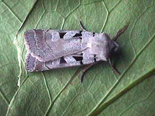 Autumnal Rustic Eugnorisma glareosa