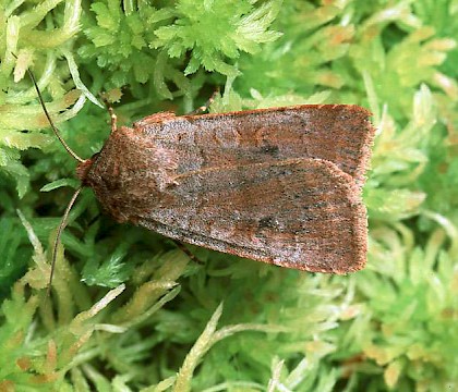 Adult &bull; E. Invernessshire &bull; &copy; Roy Leverton