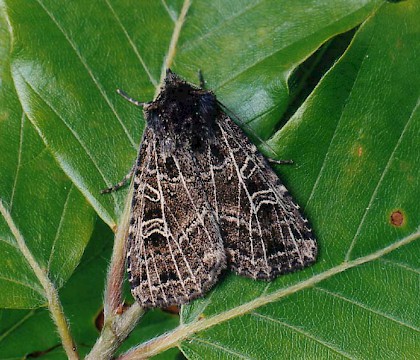 Adult &bull; Littleborough, Lancashire &bull; &copy; Ian Kimber
