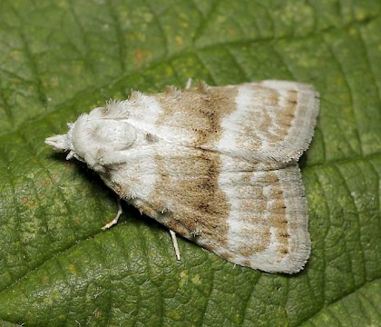 Adult &bull; East Sussex &bull; &copy; Tristan Bantock