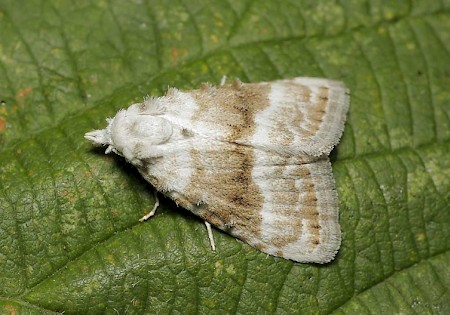 Kent Black Arches Meganola albula