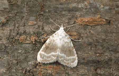 Kent Black Arches Meganola albula