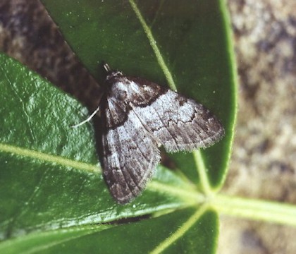 Adult &bull; Callow Hill, Worcs. &bull; &copy; Rosemary Winnall