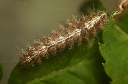 Short-cloaked Moth Nola cucullatella