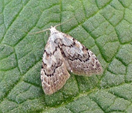 Adult &bull; East Ross, Scotland &bull; &copy; Nigel Richards