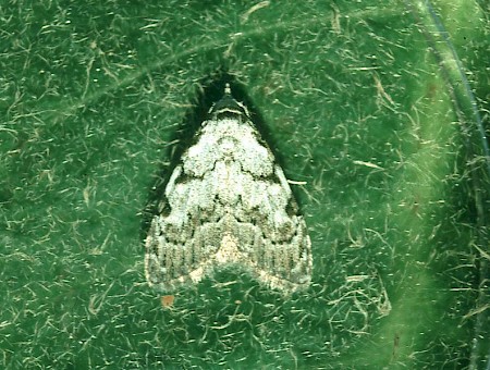 Least Black Arches Nola confusalis