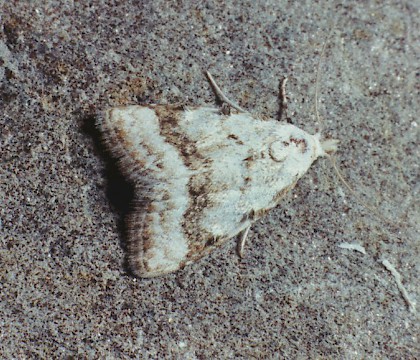 Adult &bull; Argeles, S. France &bull; &copy; Ian Kimber