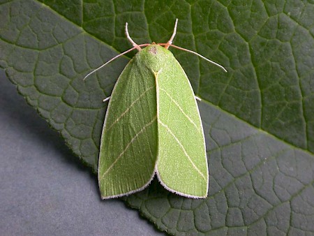 Scarce Silver-lines Bena bicolorana