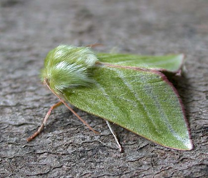 Adult &bull; Littleborough, Lancashire &bull; &copy; Ian Kimber