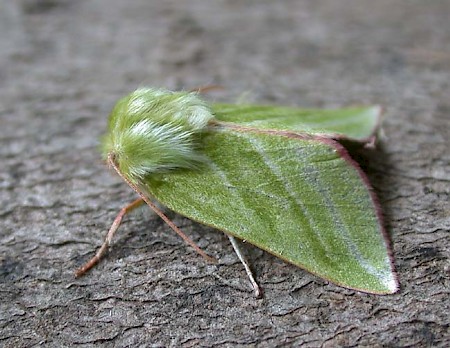 Green Silver-lines Pseudoips prasinana