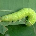 Larva • Monk's Wood NNR, Cambs. • © Nick Greatorex-Davies