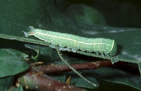 Green Silver-lines Pseudoips prasinana