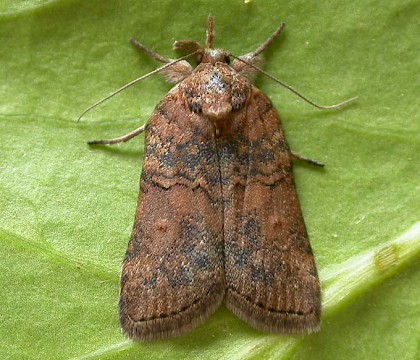 Adult &bull; Chorlton, Greater Manchester &bull; &copy; Ben Smart